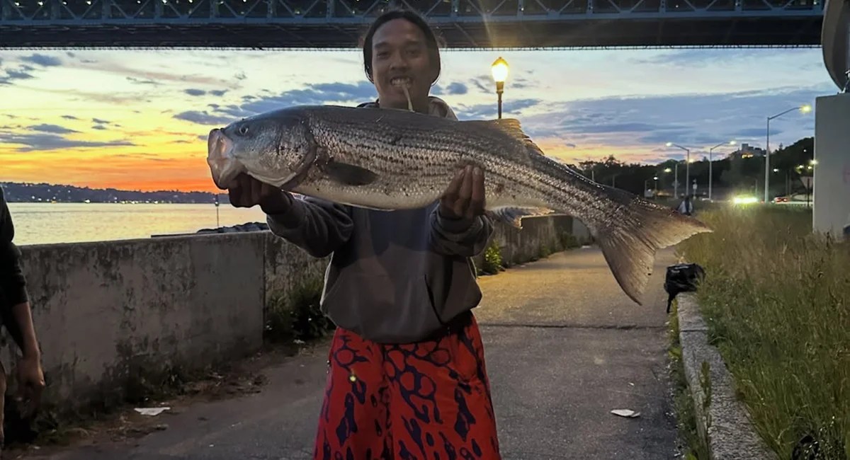 NYC's Striped Bass Crisis: Can We Save This Iconic Fish? (2026)